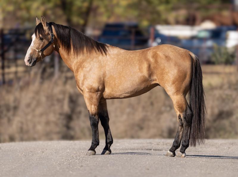 JESSIESJACKNRATCHETT